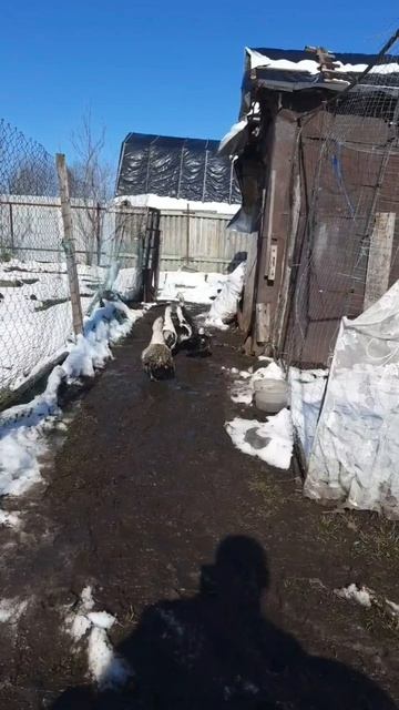 Наша семья индоуток #индоутки #моибудни #хозяйство