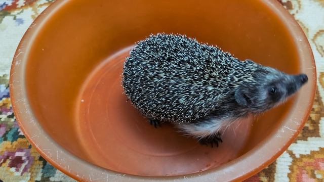 Хвастаемся новыми иголками)