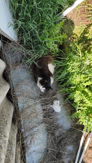 Кот украл котят и принес нам #кот #котята #влог #юмор #треш