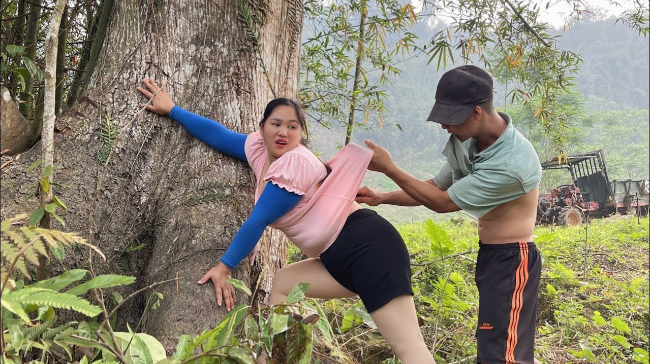 Девушка за рулем сельскохозяйственной машины и тысячелетние древние деревья.