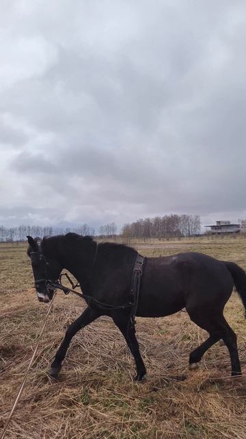 Оксана Новикова и Рокас Вэлл, рысь работа на корде.