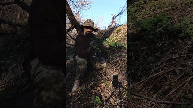 Сбор весенней крапивы. Восполняем запасы витаминов после зимовки