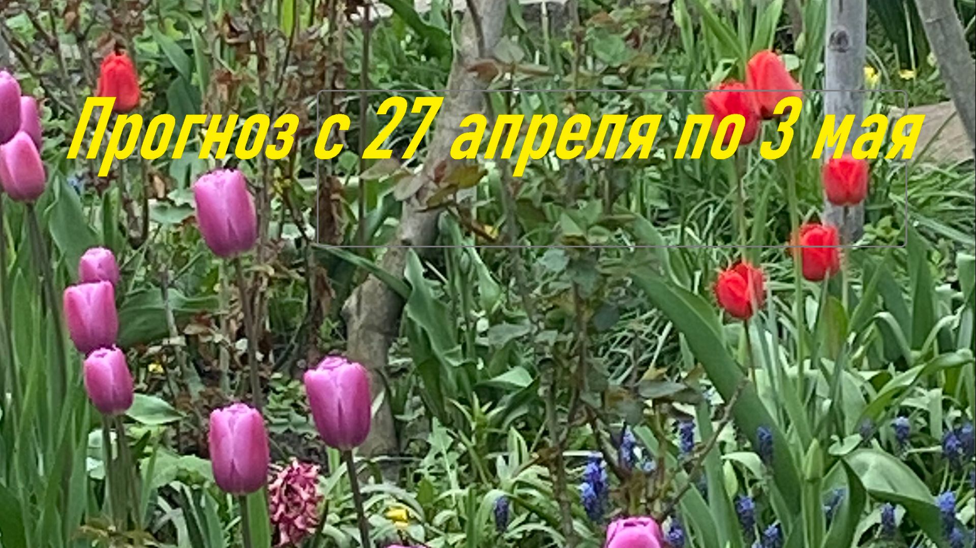 ПРОГНОЗ с 27 апреля по 3 мая 26г