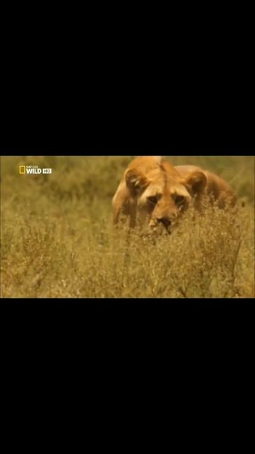 охота львицы🐅