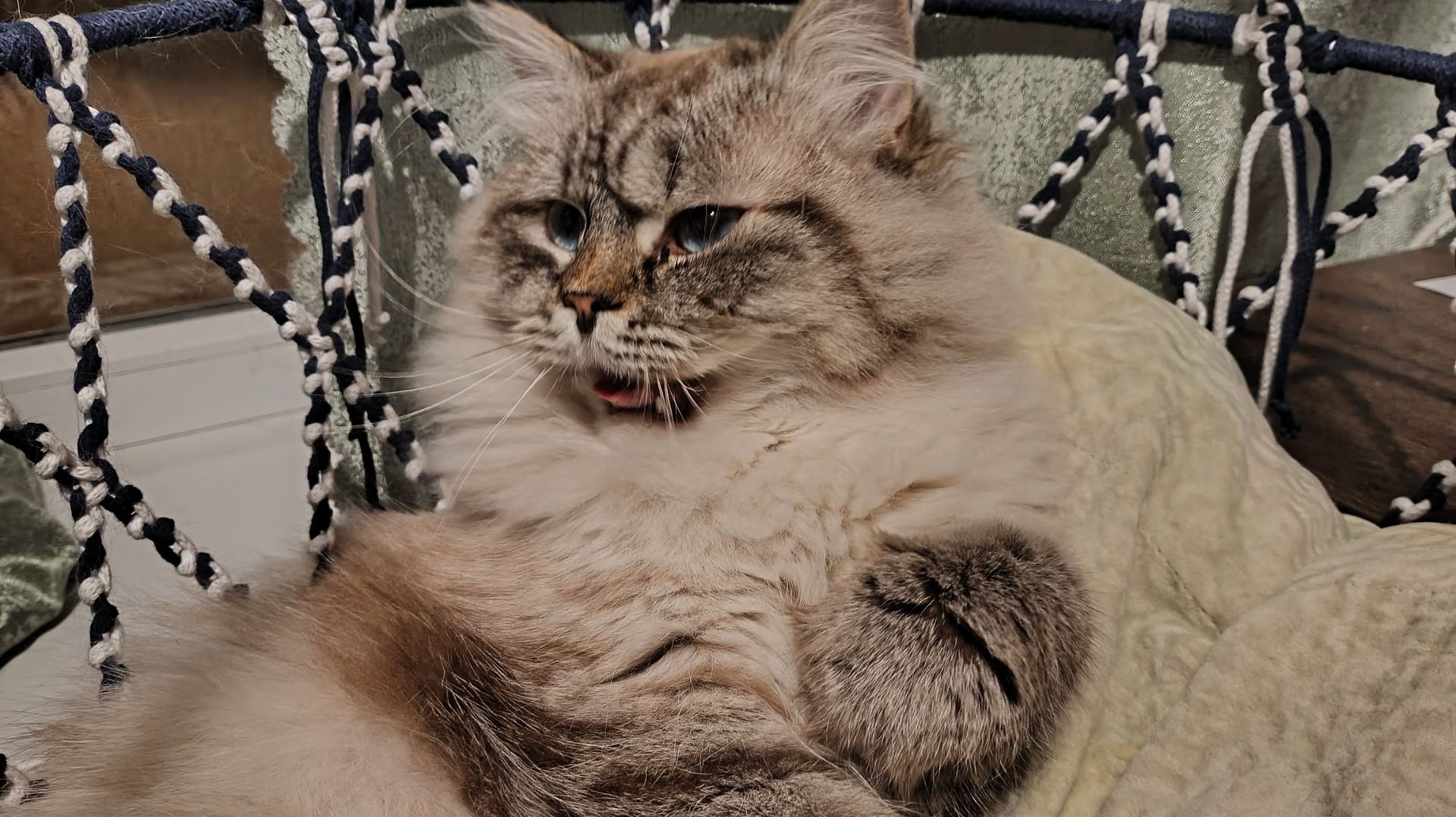 Кот кот кот.