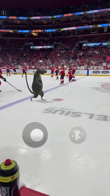 not the first and not the last time a rat will be on this ice