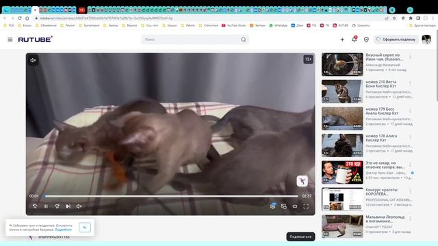 Котята питомника кошек  АЛЛЕГРО КЭТС