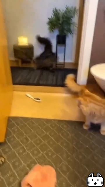 СМЕШНЫЕ КОТЫ 😺 2026 ЛУЧШИЕ ПРИКОЛЫ С КОТАМИ ,КОШКАМИ ,ЖИВОТНЫЕ,СМЕШНЫЕ ВИДЕО