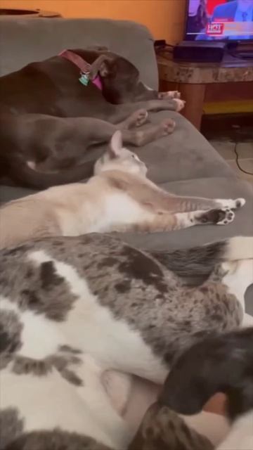 СМЕШНЫЕ КОТЫ 😺 2026 ЛУЧШИЕ ПРИКОЛЫ С КОТАМИ ,КОШКАМИ ,ЖИВОТНЫЕ,СМЕШНЫЕ ВИДЕО