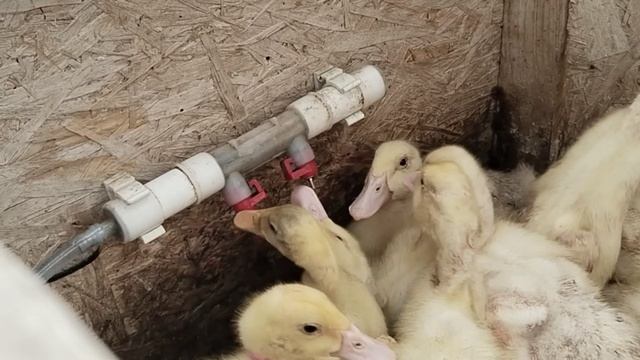 Старшие утята дождались прогулки и тазика. Цыплята и утята помладше заселились в теплицу.