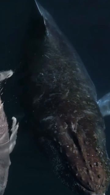 Первая встреча с китом — это не просто момент, это состояние, которое остаётся внутри навсегда.