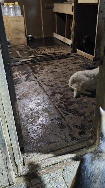 подарите им дом семью