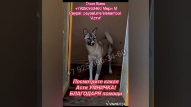 Асти осталась одна...
Неужели не нужна.. Снова бросили, предали...Помогите Девочке сохранить крышу