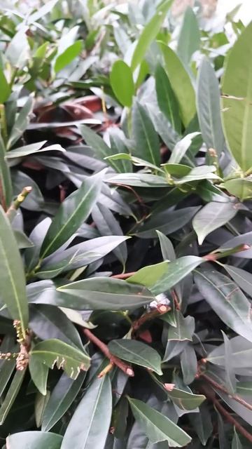 что это за растение? похоже на лавровый лист?  #shorts #reels #trending #like #travel #germany