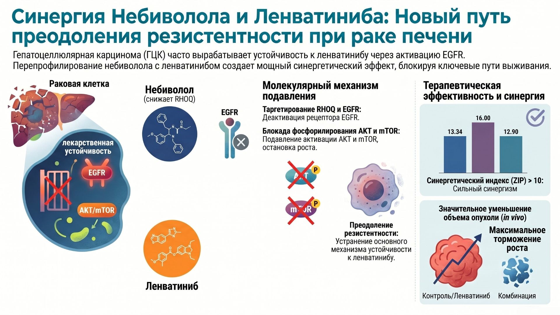 Небиволол отключает системы выживания рака печени: синергетическое подавление пути EGFR/AKT/mTOR