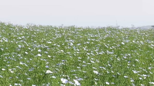 Синий лён - стихи и музыка - Виктор Михнев + SUNO