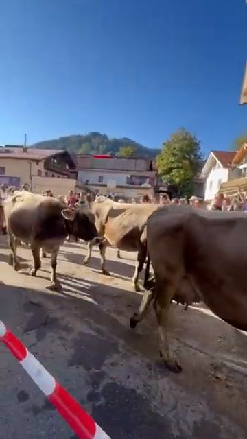 Праздник - день окончания урожая в Германии! #shorts #reels #travel #trending #germany #like #nature