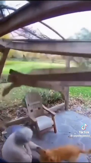 ❤️🩹любите и уважайте животных❤️🩹