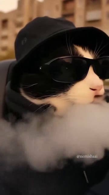 😺😸на мурмулях😸😺