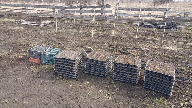 Капустный старт.Сеем с размахом.