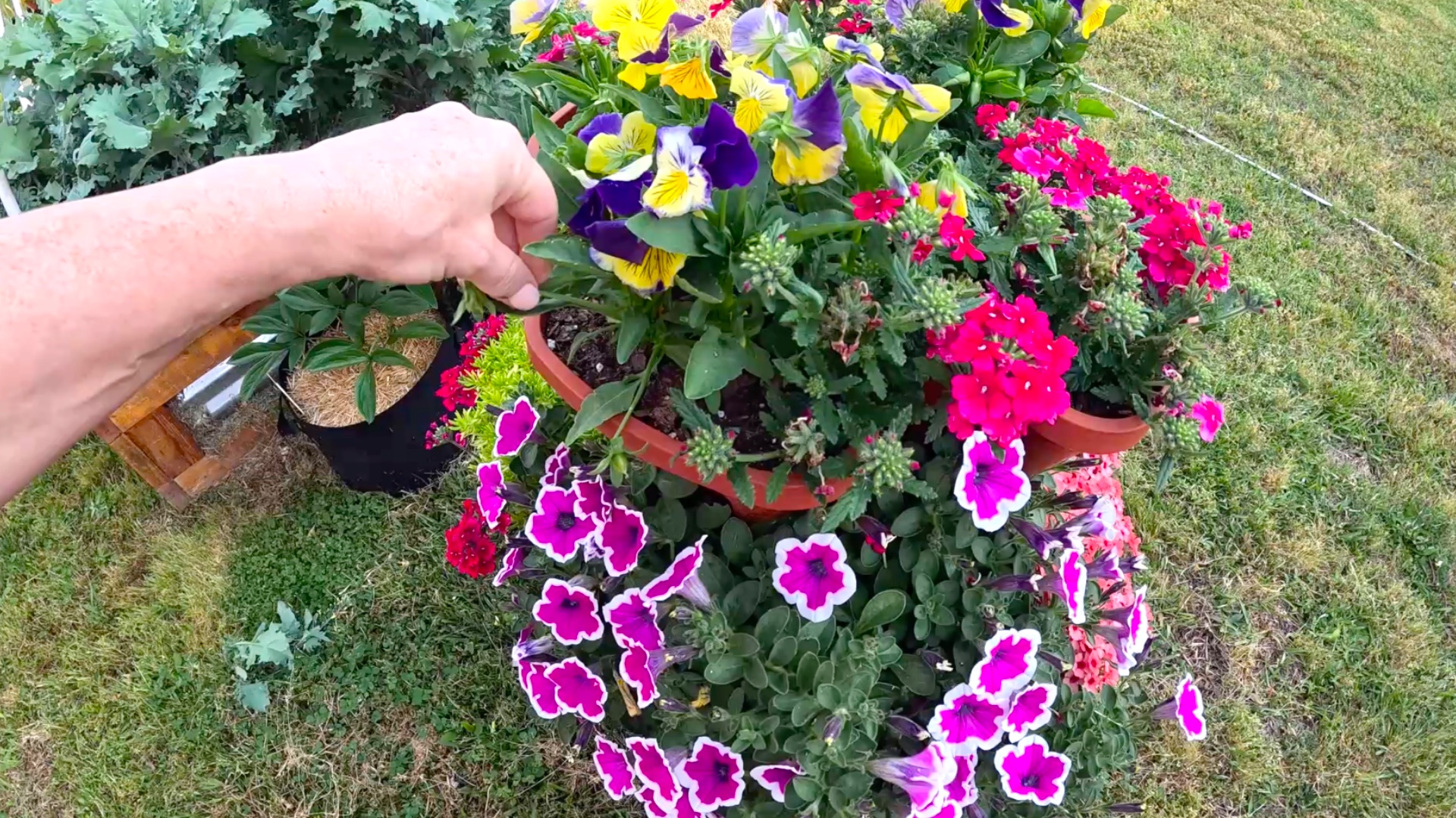 Дела огородные. Успехи и неудачи. Первая клубника и лимон, помидоры как на дрожжах, боремся за инжир