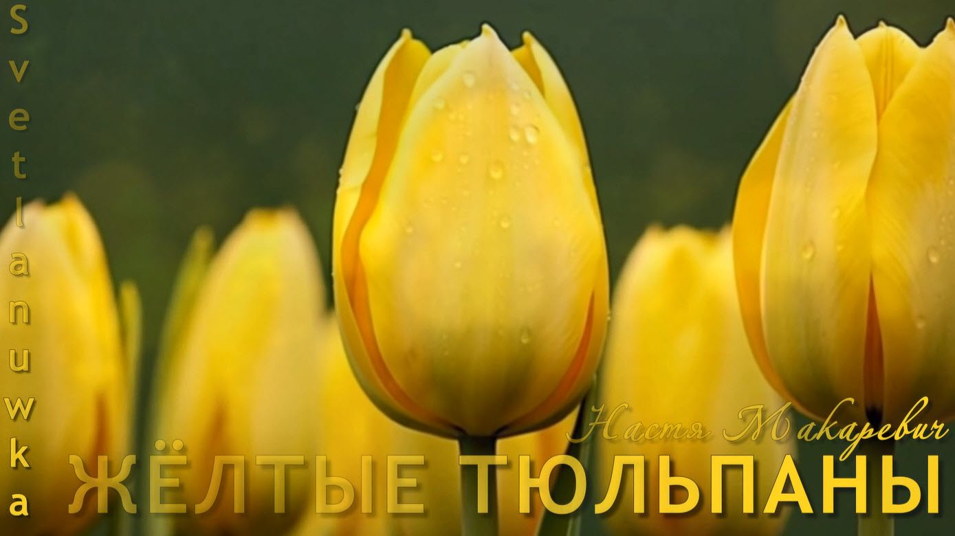 ЖЁЛТЫЕ ТЮЛЬПАНЫ