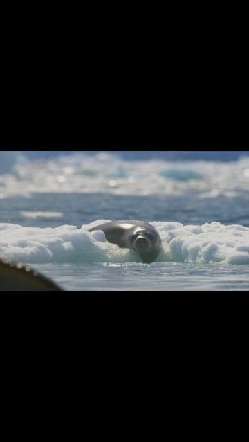 Тюлень спасается от косаток🦈