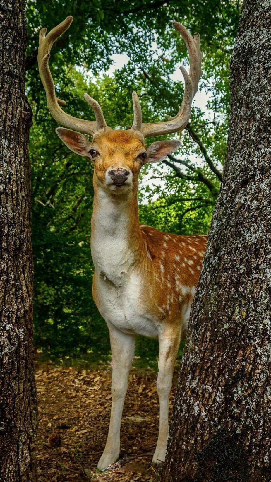 кот малыш 711f1be9e1aec63b61cca