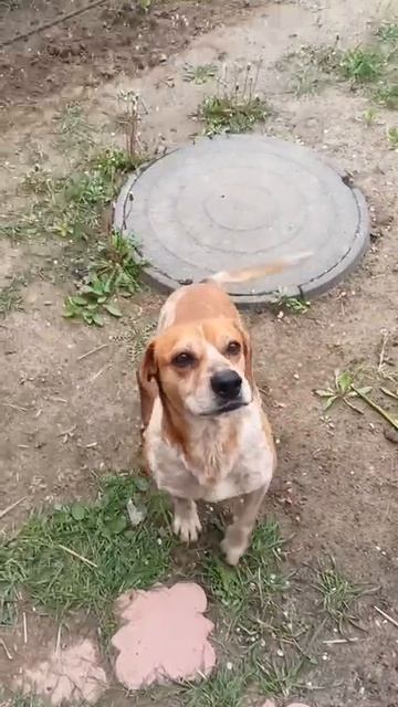 ‼️‼️‼️Прошу максимальный РЕПОСТ!Прибился ко двору молодой кобель.Предположительно английский пойнтер