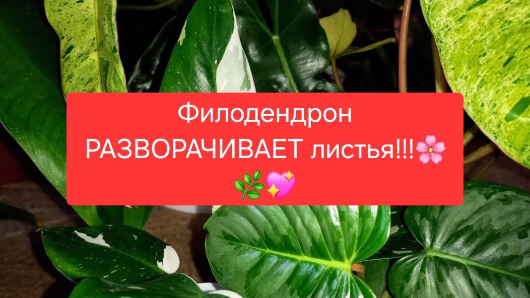 Филодендрон РАЗВОРАЧИВАЕТ листья.💖🌸