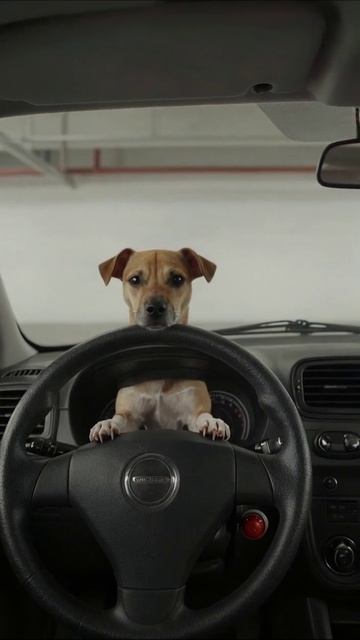 Собака за рулем: кто сказал, что только люди могут водить? #собака #вождение #авто #приключения