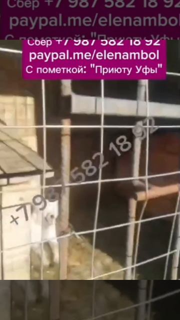 Они зависимы от нас.., они не могут сами себе помочь, люди! Новая угроза..Помогите обезопасить Собак