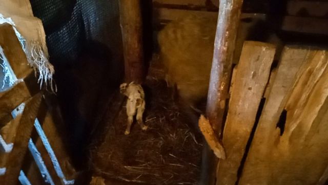 Дом у озера. Снова родились ягнята. 22.04.2026.