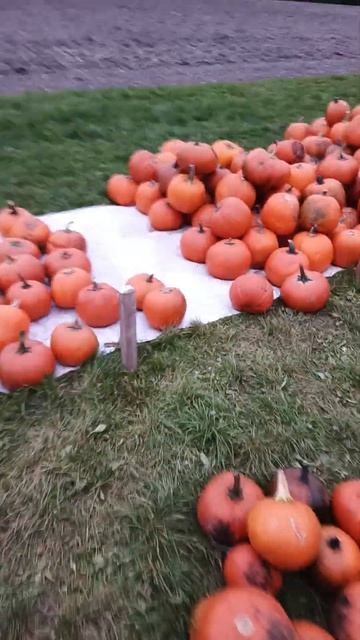 Продажа тыкв в Германии, для честных людей! #shorts #reels #food #like #live #germany