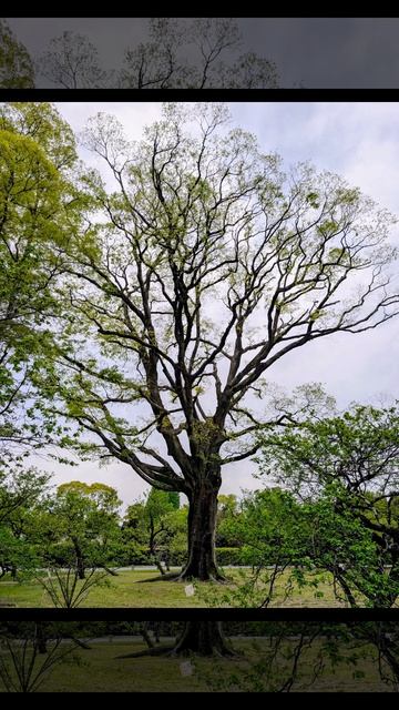 94.Киото, японская  ботаника 🌸🌳.