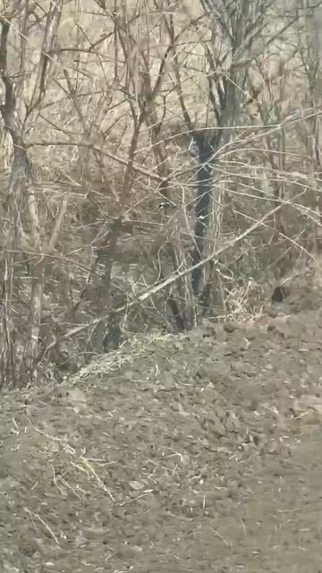 Барсук, Ивановский округ