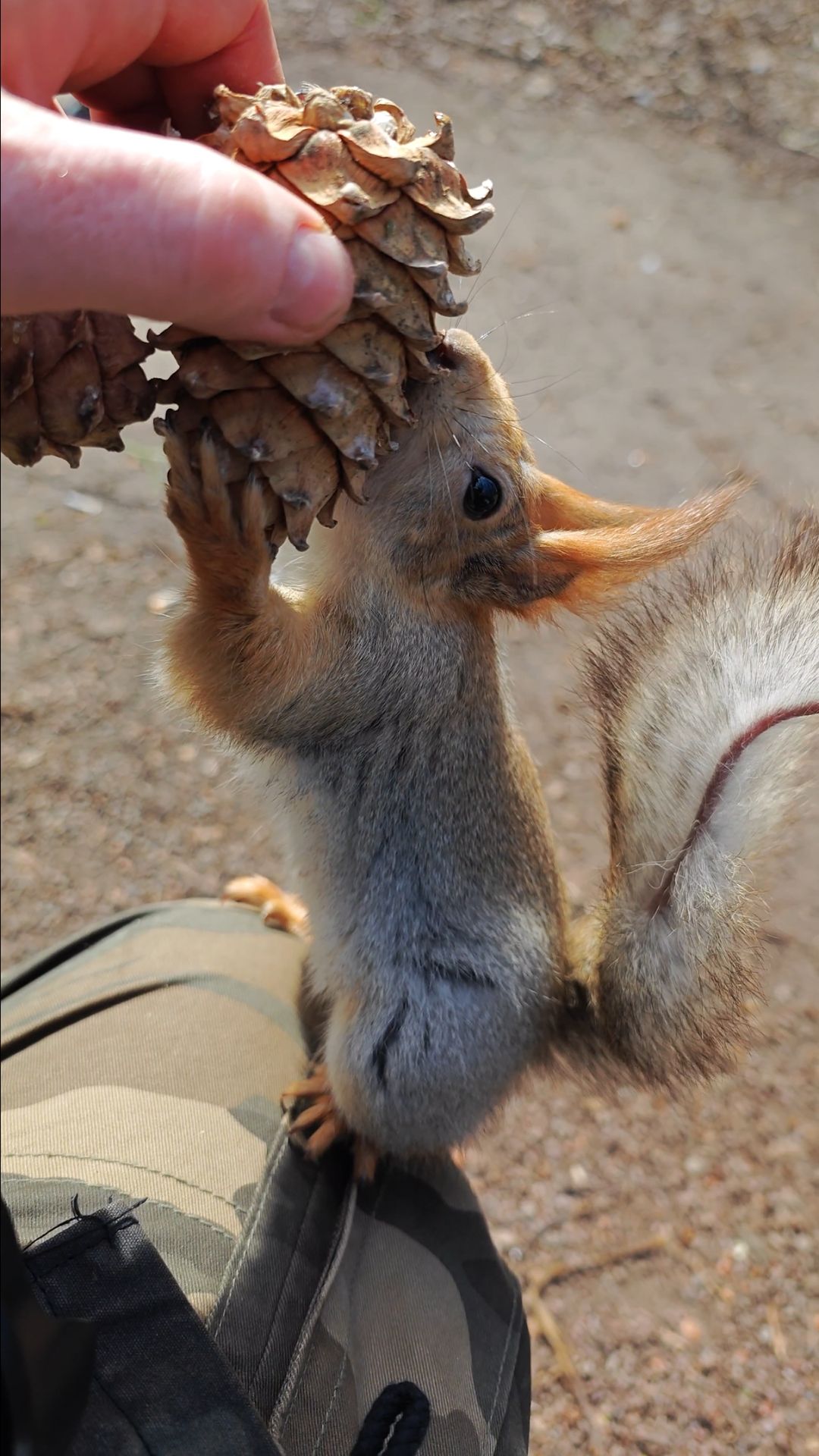 Белка выбрала шишку