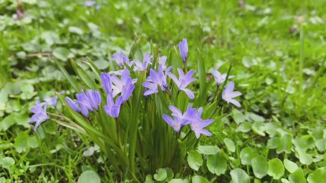 Ботанический сад МГУ. Подснежники. Примула. Белоцветник. Весна идёт, цветы цветут. Апрель 2026