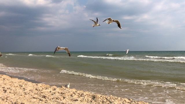 031▪️Морские чайки ▪️Футажи ▪️Морское побережье