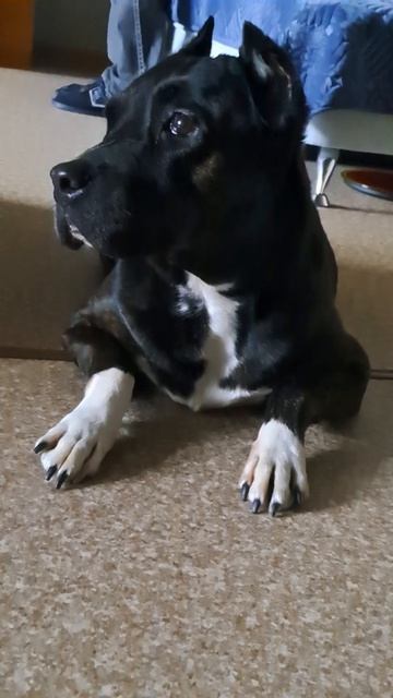 Планы рухнули#юмор##