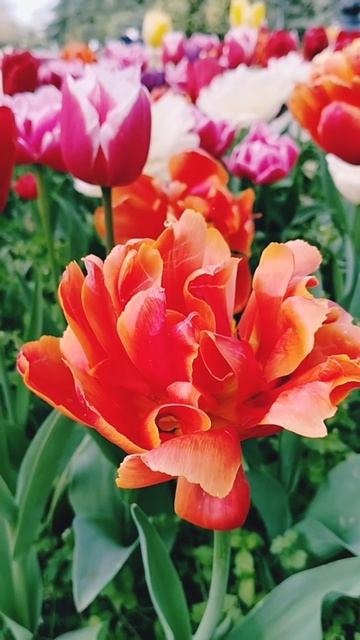 весенний вальс тюльпанов