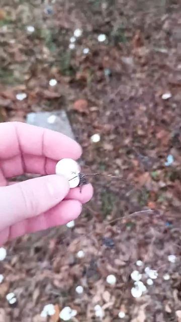 Что за ягоды на кустах в Германии, в ноябре! #shorts #reels #travel #trending #germany #like #nature