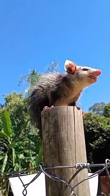 Женщина нашла подход к пугливому опоссуму