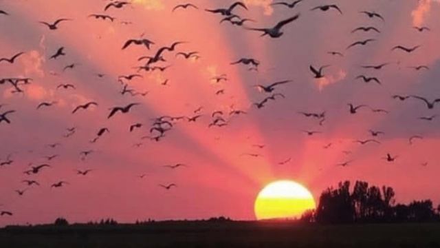 Кутум-сүрүм доҕорум