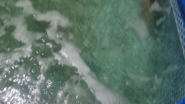 Завершение строительства Океанариума 