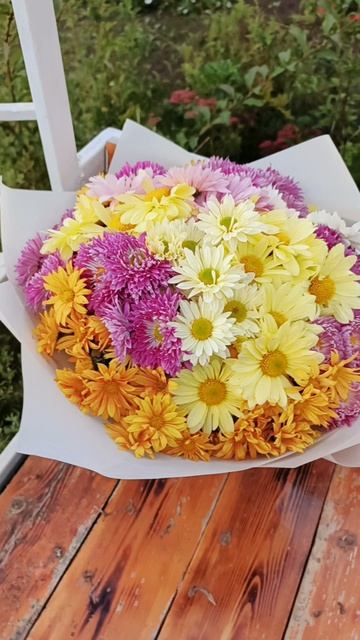 ПРИНИМАЮ ЗАКАЗЫ НА ЧЕРЕНКИ ХРИЗАНТЕМЫ НА ВЕСНУ 2026.