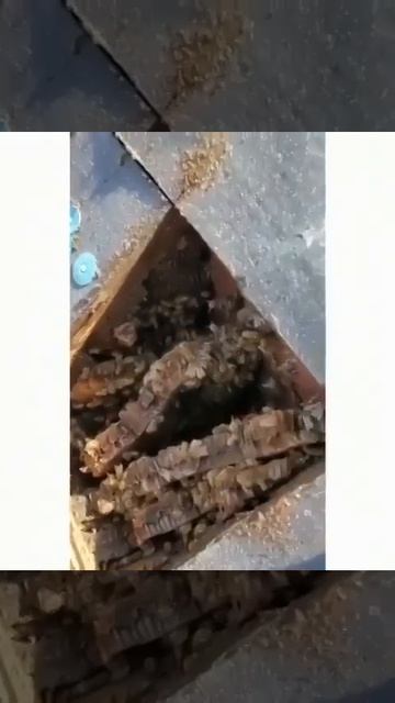 Это уже крыша пчел, никак не их