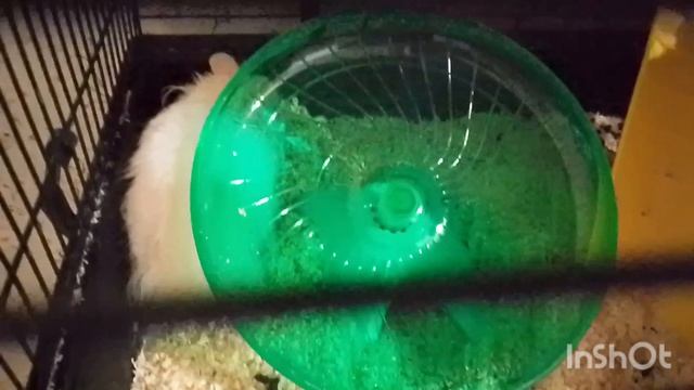 Красавчик Яша.