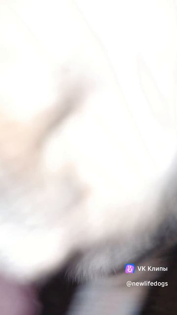 Посмотрите в их глаза, услышьте их крик..Они кидаются к людям за помощью, они ждут из последних сил.