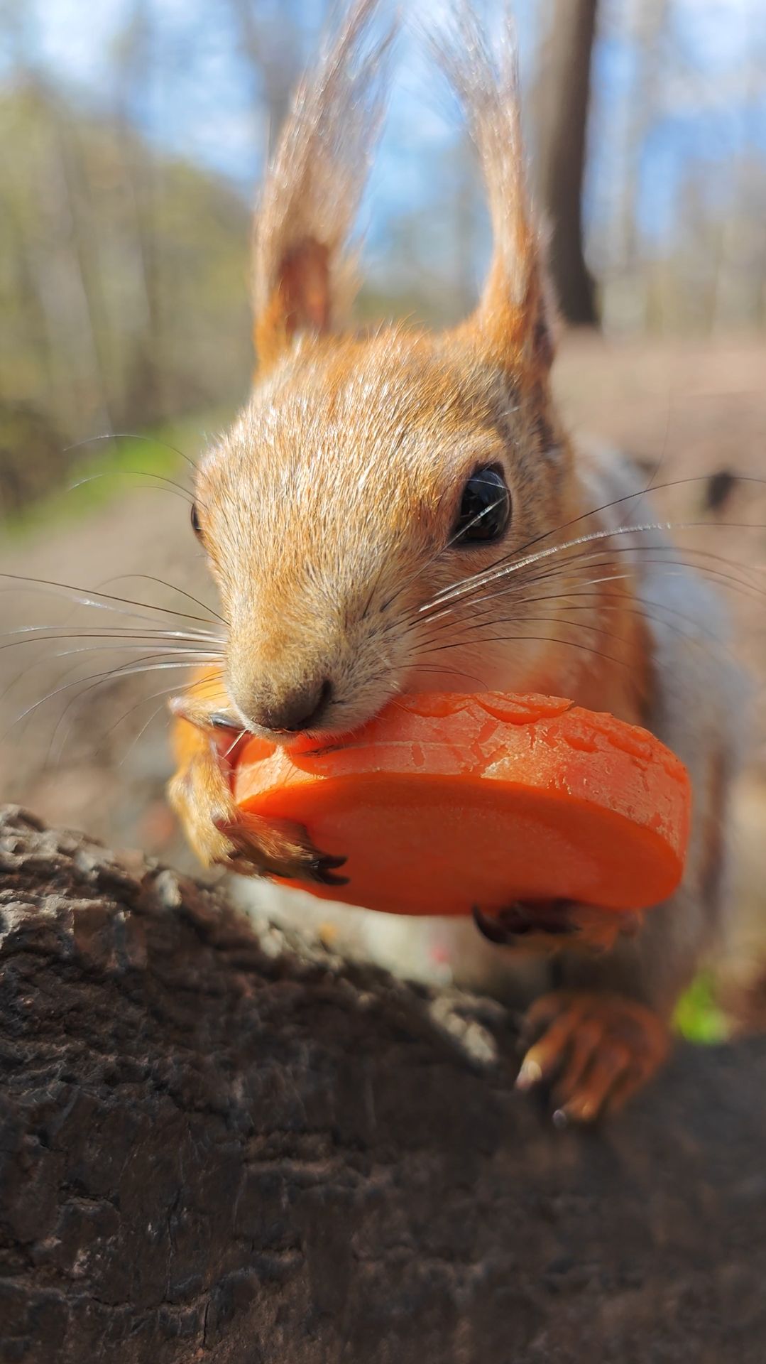 Белка с морковкой